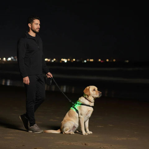 WagLight LED Safety Harness