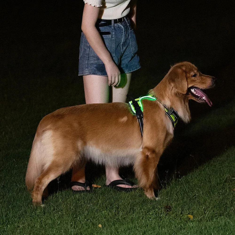 WagLight LED Safety Harness