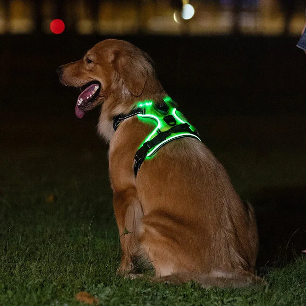 WagLight LED Safety Harness